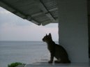 Ko�ky:  > Dovolen� s ko�i�kou, zahrani�� (Travelling)