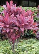 Dra�inka, kordyline