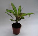 Pokojov� rostliny:  > Dra�inka, kordyline (Cordyline)