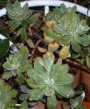 Echev�rie, du�natka