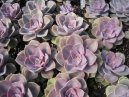 :  > Echev�rie, du�natka (Echeveria)