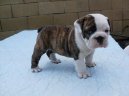 :  > Anglick� buldok (English Bulldog)
