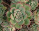 :  > Eonium drobnolist� (Aeonium)