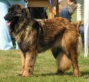 :  > Estrelsk� pasteveck� pes (Estrela Mountain Dog)