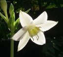 Eucharis, l�benka