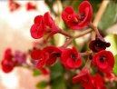 Pry�ec n�dhern�, v�no�n� hv�zda, poinsetie