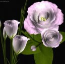 :  > Eustoma, j�cnovka (Eustoma)