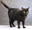 :  > Evropsk� kr�tkosrst� ko�ka (European Shorthair Cat)