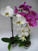 :  > Faleponis, m�rovec (Phalaenopsis)