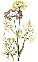 :  > Fenykl Obecn� (Foeniculum officinalis)