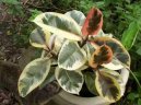 :  > Fikus kau�ukov� (Ficus elastica)