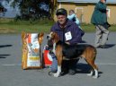 :  > Finsk� honi� (Suomenajokoira, Finnish Hound)