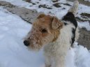 :  > Foxterier drsnosrst� (Fox Terrier Wire)