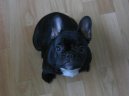 :  > Francouzsk� buldo�ek (Bouledogue francais, French Bulldog)