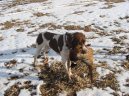 Francouzsk� oha� kr�tkosrst�, pyrenejsk�ho typu