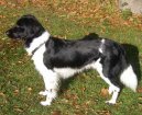 :  > Fr�zsk� oha� (Stabyhoun, Frisian Pointing Dog)