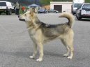 :  > Gr�nsk� pes (Greenland Dog)