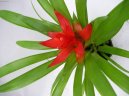 :  > Guzm�nie (Guzmania)