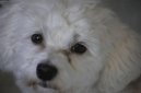 :  > Havansk� ps�k, Havansk� bi�onek (Bichon Havanais, Havanese)
