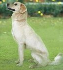 :  > Himal�jsk� ov��k (Himalayan Sheepdog)