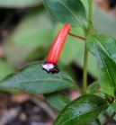 Hlazenec ohniv�, kufea