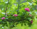 :  > Hloh Obecn� (Crataegus oxyacantha)