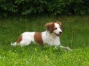 :  > Holandsk� kachn� pes (Kooikerhondje)