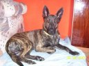 :  > Holandsk� ov��k (Dutch Shepherd Dog)