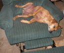 :  > Horsk� honic� pes (Mountain Cur)