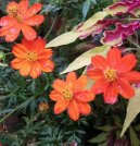 :  > Hvozdik bradat� (Dianthus barbatus)