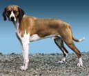 :  > Hygen�v honi� (Hygenhund, Hygen Hound)