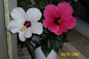 :  > Ibi�ek ��nsk� (Hibiscus rosa-sinensis)