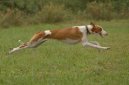 :  > Ibizsk� podenco (Podenco Ibicenco)