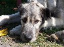 :  > Irsk� vlkodav (Irish Wolfhound)