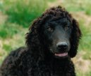 :  > Irsk� vodn� �pan�l (Irish Water Spaniel)