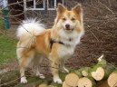 :  > Islandsk� pes (Iselandsk Farehond / Icelandic sheepdog)