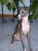 :  > Italsk� chrt�k (Italian Greyhound)