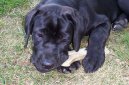 :  > Italsk� corso pes (Cane Corso Italiano)