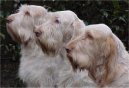 Italsk� spinone
