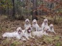 Italsk� spinone