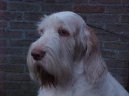Italsk� spinone