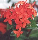 Ixora �arlatov�