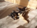 Fotky: Jack Russel�v Teri�r (foto, obrazky)