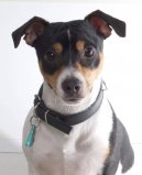 :  > Jack Russel�v Teri�r (Jack Russell Terrier)