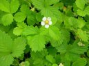 :  > Jahodn�k obecn� (Fragaria vesca L)