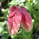 Jakob�nie, just�cie, pr�venka