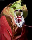 :  > Jakob�nie, just�cie, pr�venka (Justicia, Jacobinia)