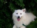 :  > Japonsk� �pic (Japanese Spitz, Nihon Supittsu)