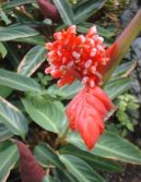 :  > Jelen� jazyk (Phyllitis)