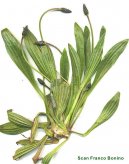 :  > Jitrocel Kopinat� (Plantago lanceolata)